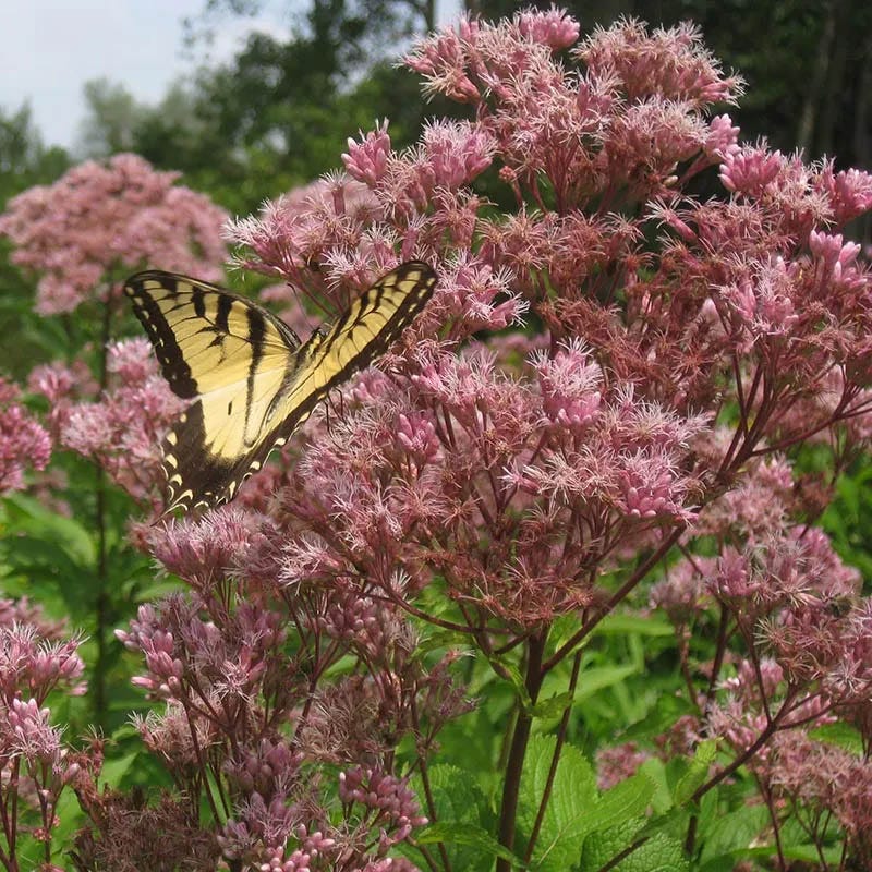 Pollinator Meadow Native Plant Collection