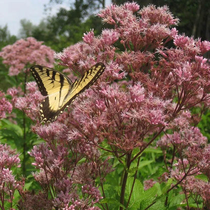 Pollinator Meadow Native Plant Collection