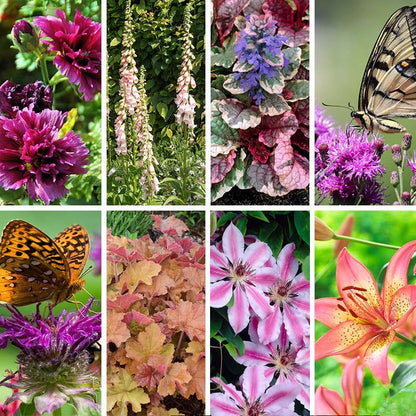 Brilliant Cottage Garden Plant Collection