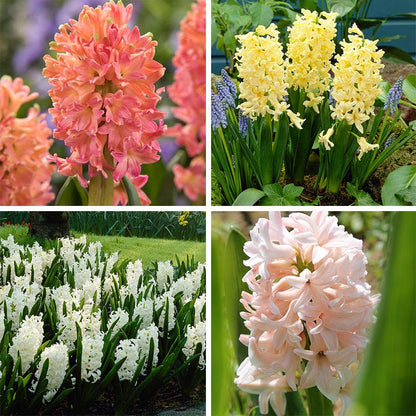 Spring Dawn Hyacinth Bulb Collection