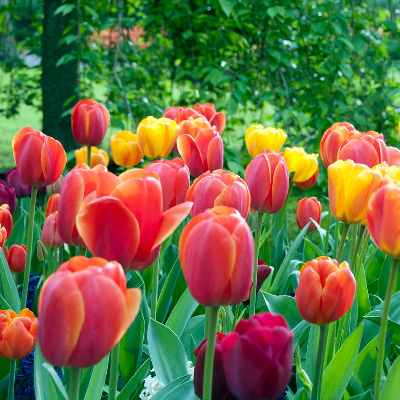 Spring Essentials Darwin Tulip Mix