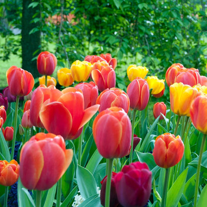 Spring Essentials Darwin Tulip Mix