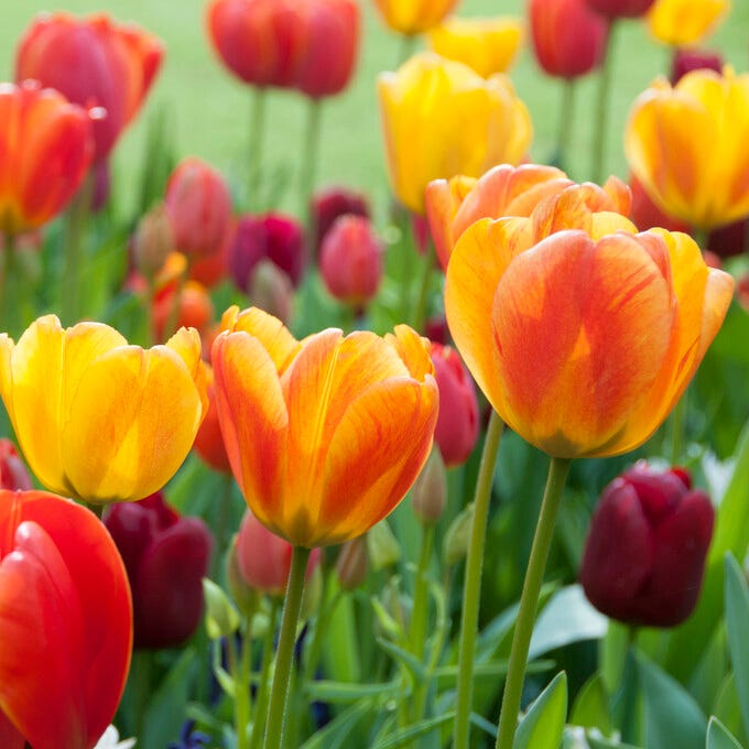 Spring Essentials Darwin Tulip Mix
