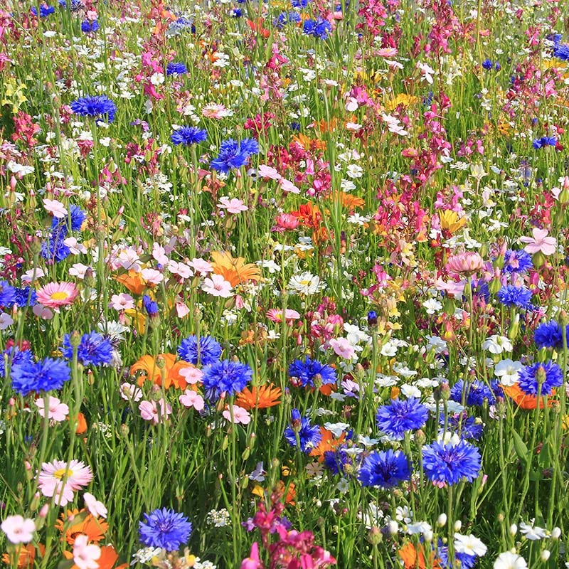 spring mix flower seeds Spring Into Summer Seasonal Wildflower Seed Mix