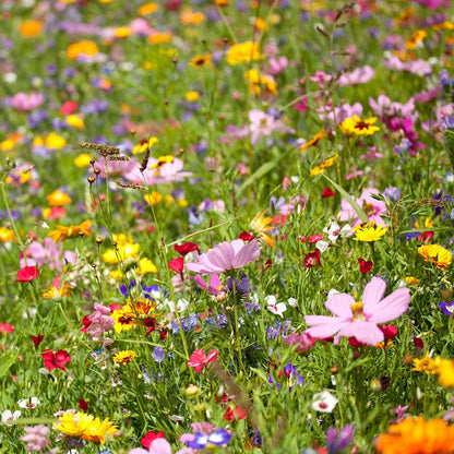 sprinkle wildflower seeds Spring Into Summer Seasonal Wildflower Seed Mix