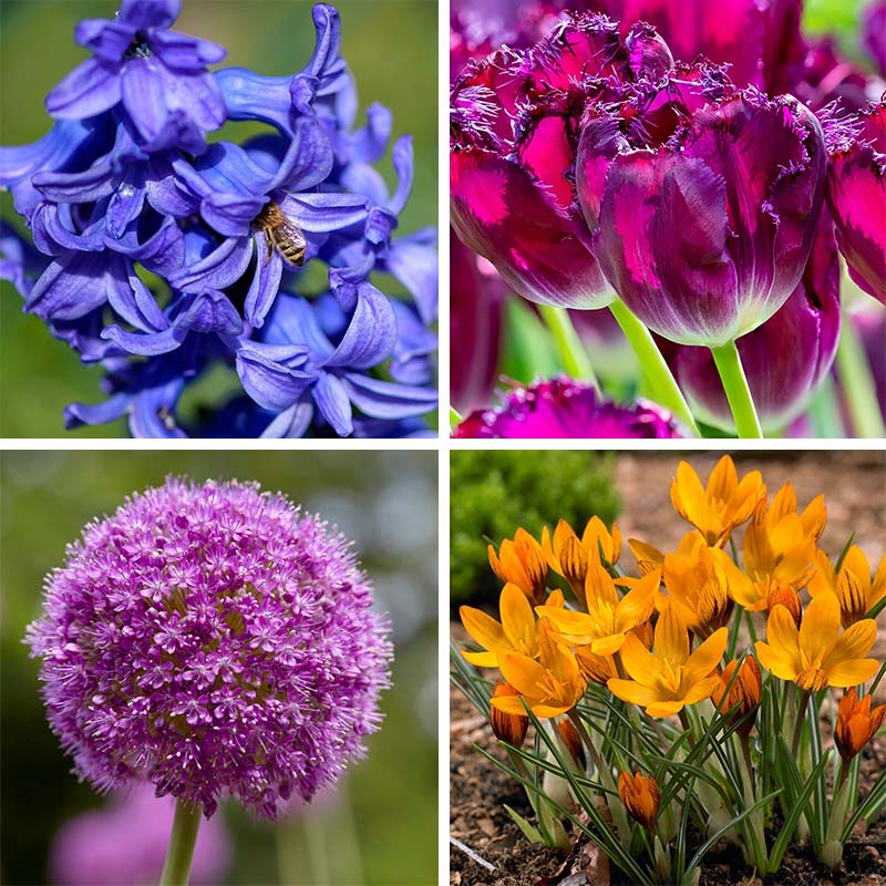 Spring Parade Bulb Collection | American Meadows