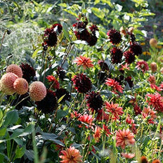 Spring-Planted Flower Bulbs