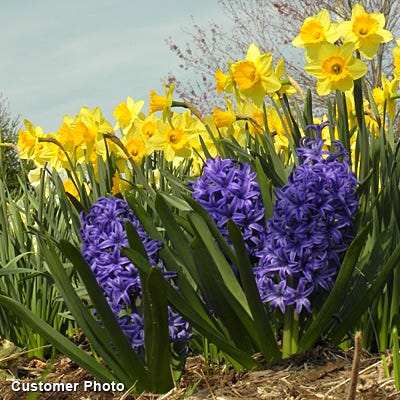 Spring Has Sprung Mix