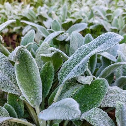 Silver Carpet Lambs Ear