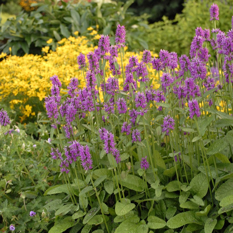 stachys hummelo plant Hummelo Betony | Purple | Plant