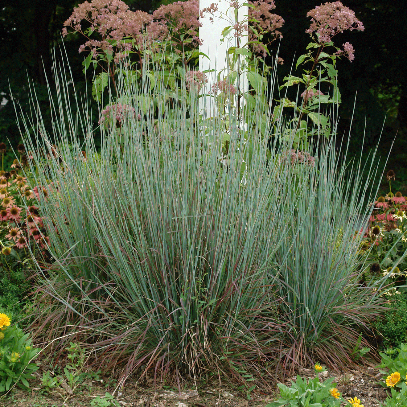 Standing Ovation Little Bluestem Grass