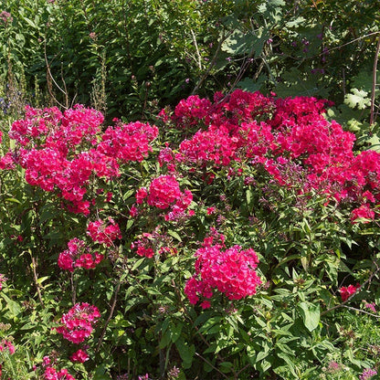 Butterfly Buffet Plant Collection