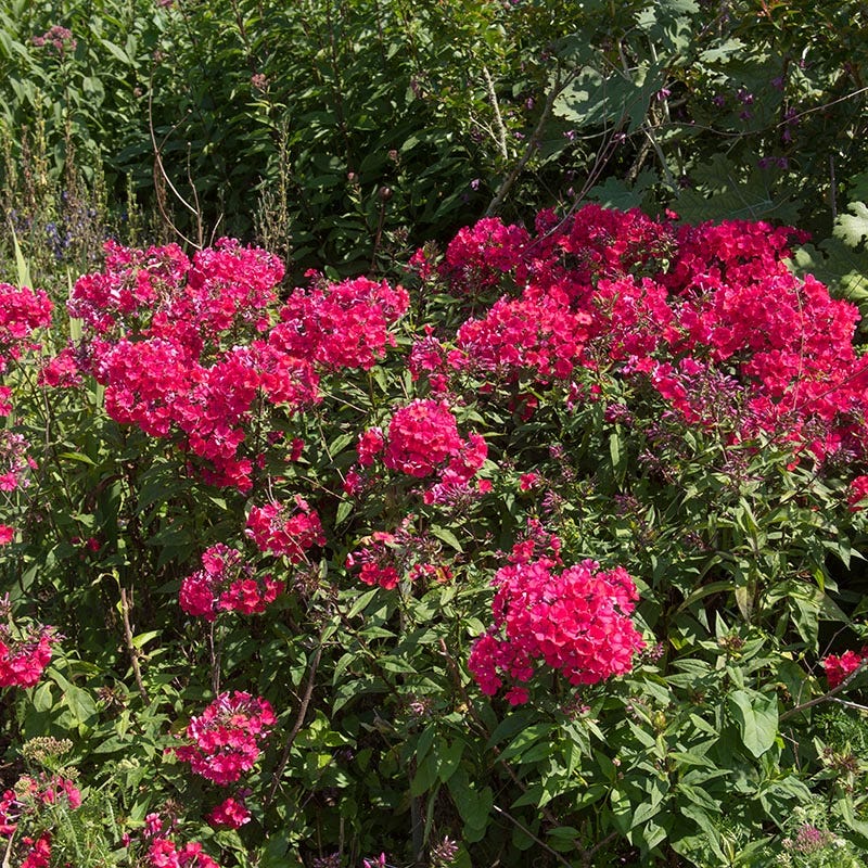 No Nibble Deer Resistant Pre-Planned Garden