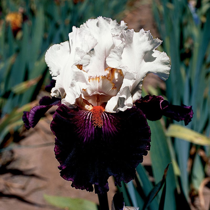 Starring Bearded Iris