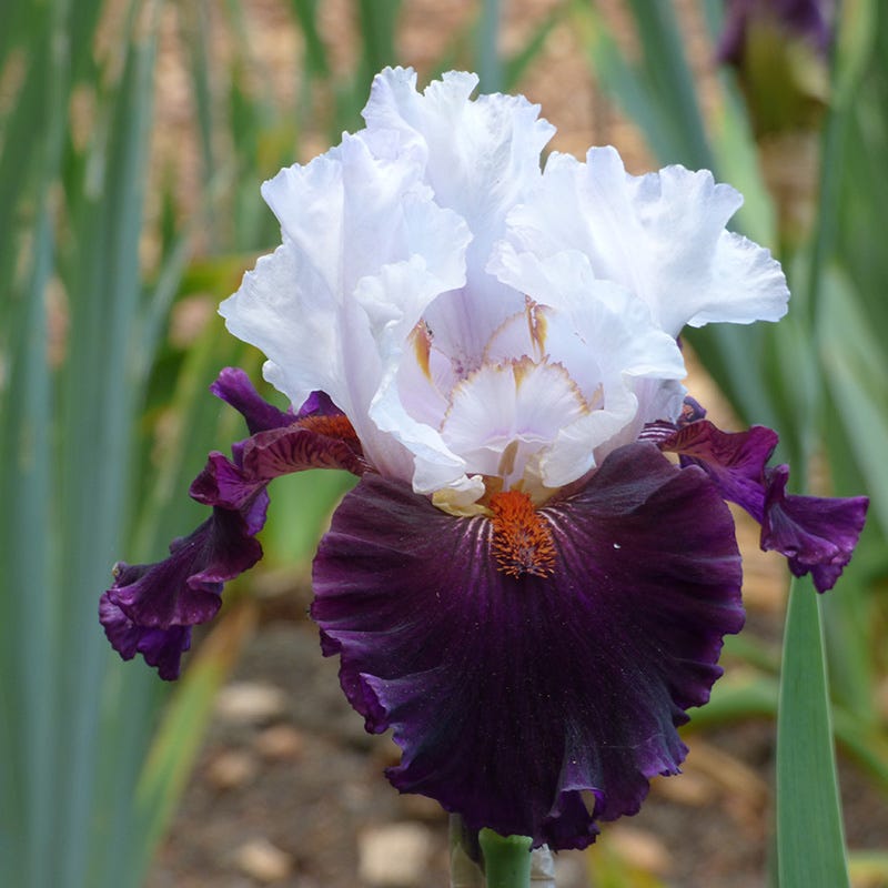 Formal Affair Bearded Iris Collection