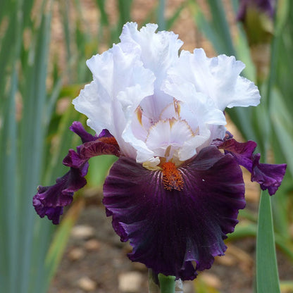 Formal Affair Bearded Iris Collection