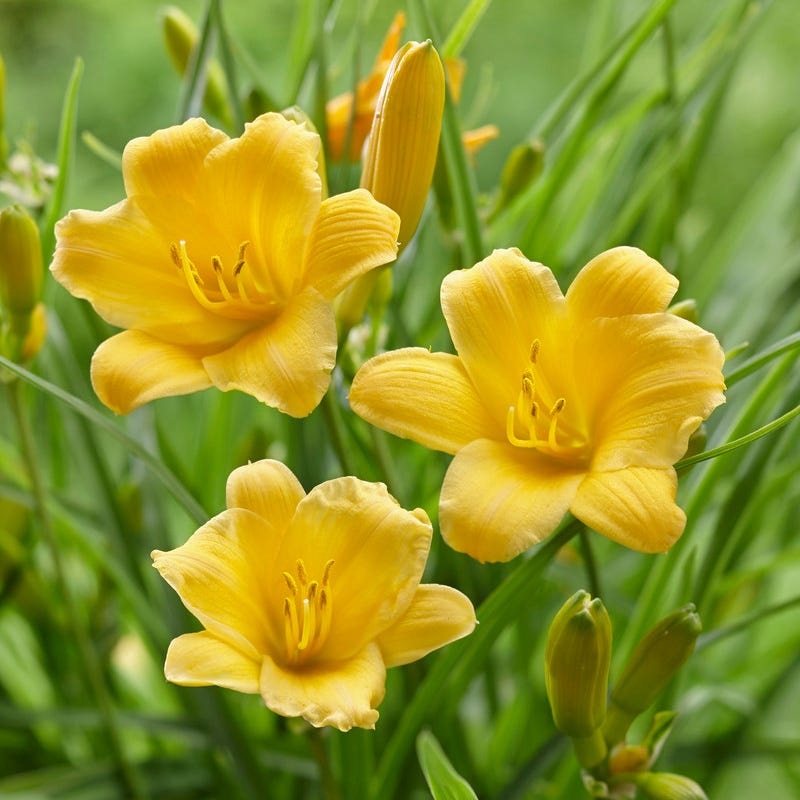 Mother's Day Plant Collection | American Meadows