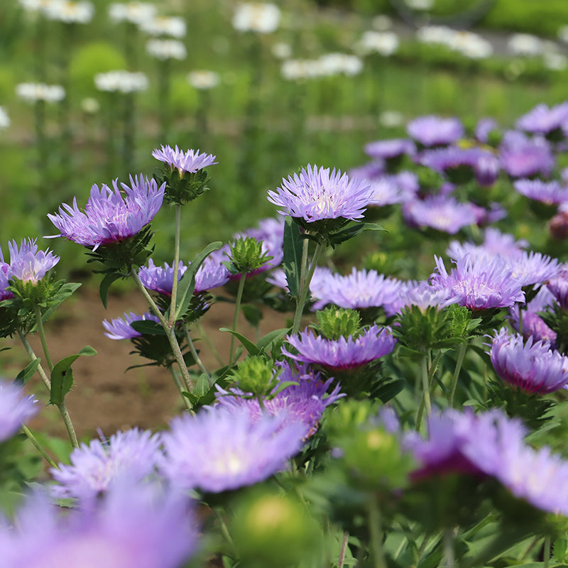 Stoke's Aster