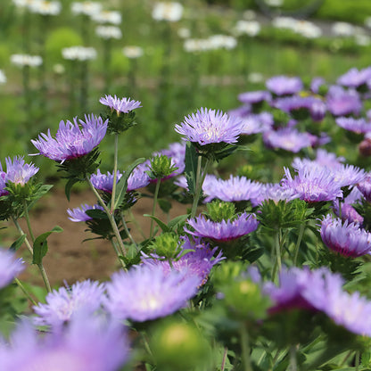 Stoke's Aster