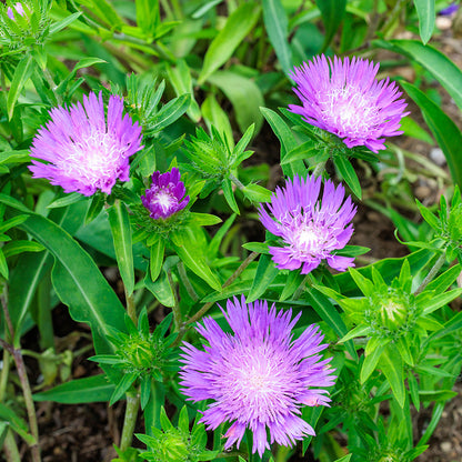 Stoke's Aster