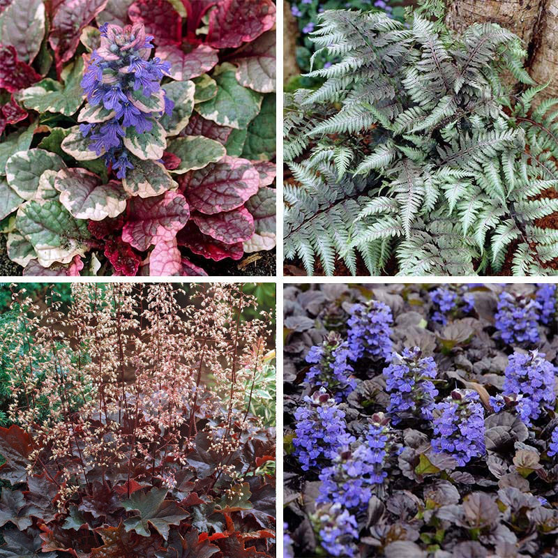 Stormy Shade Low Grow Plant Collection