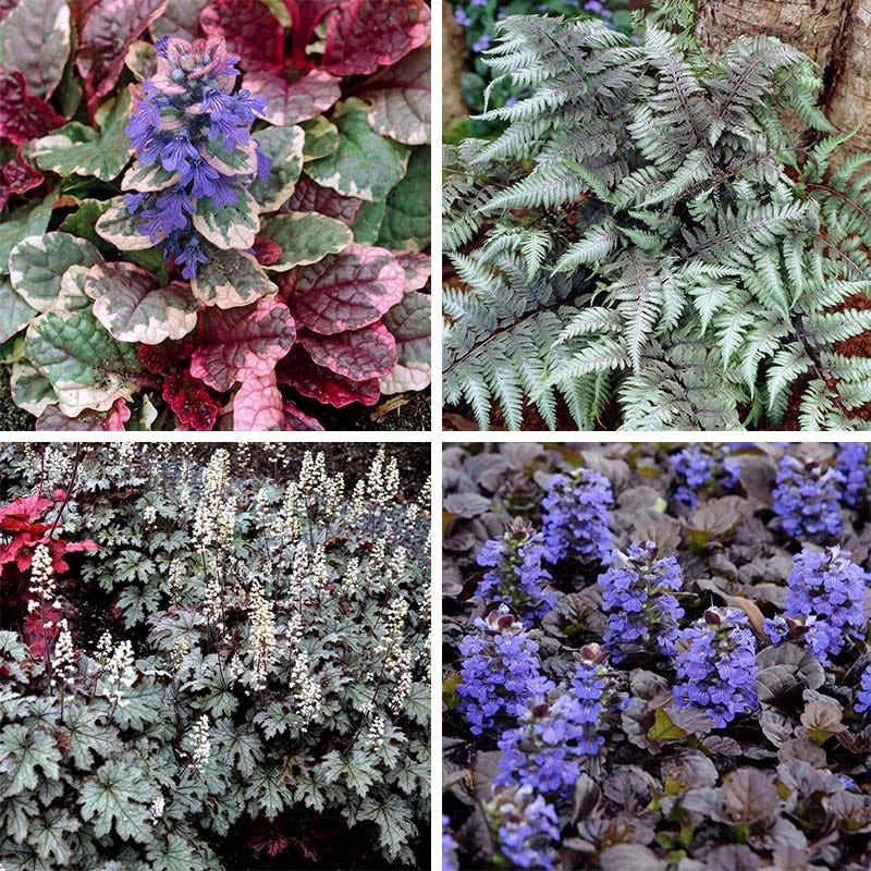 Stormy Shade Low Grow Plant Collection - Thumbnail 3