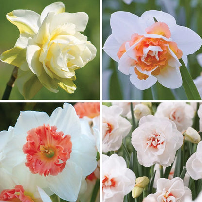 Strawberries & Cream Daffodil Collection