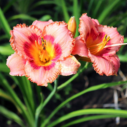 Low Maintenance Daylily Collection