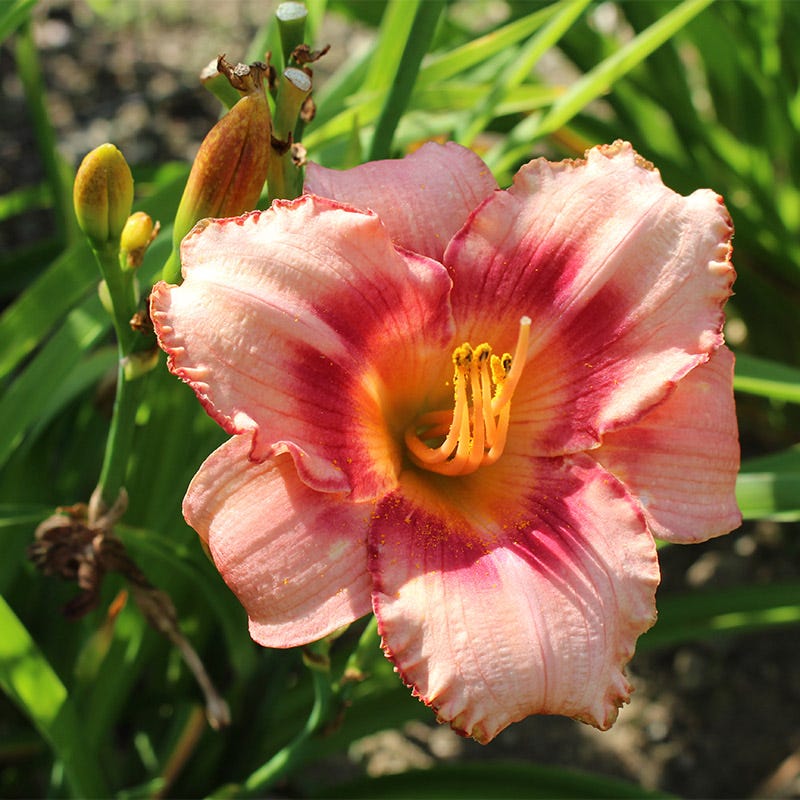 candy lily flower Strawberry Candy Reblooming Daylily | Pink