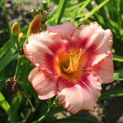 Strawberry Candy Reblooming Daylily