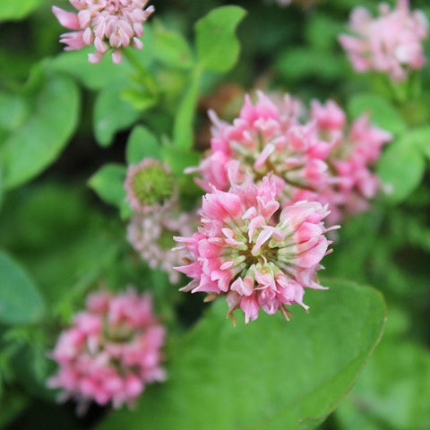 strawberry clover seed for sale 1/2 lb Strawberry Clover Seeds
