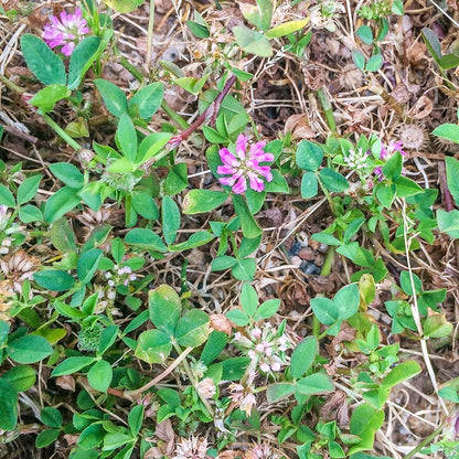 strawberry clover seed 1/2 lb Strawberry Clover Seeds