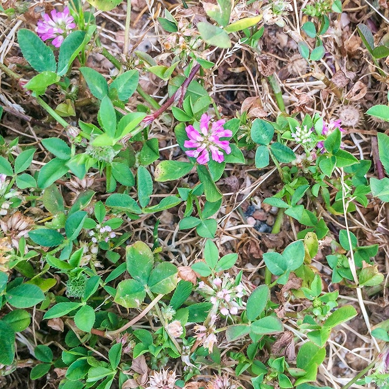 Strawberry Clover Seeds