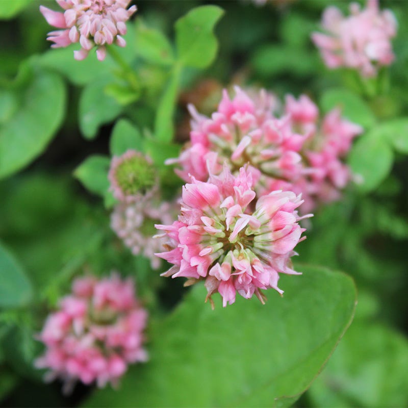 Alternative Lawn Wildflower Seed Mix