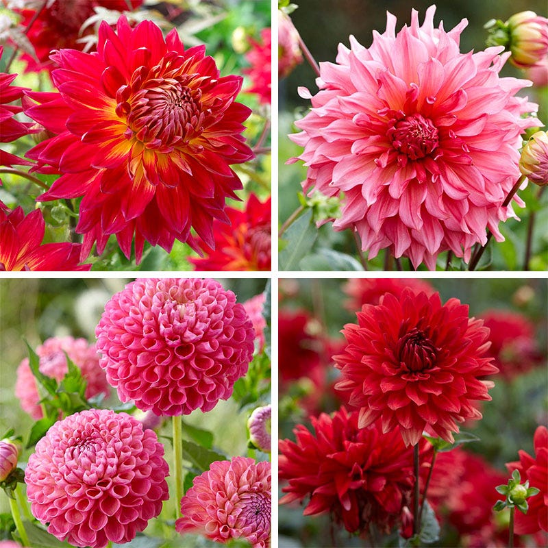 Strawberry Rhubarb Dahlia Collection