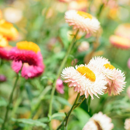 Dwarf Strawflower Seed Mix