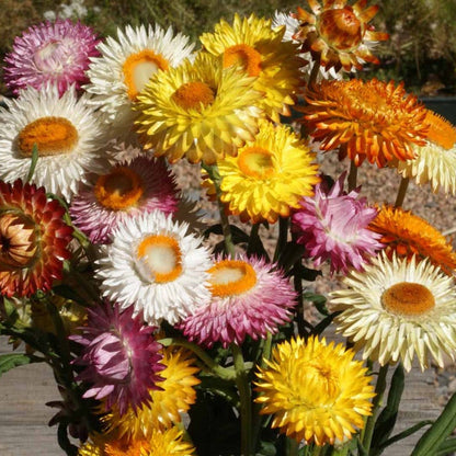 Dwarf Strawflower Seed Mix