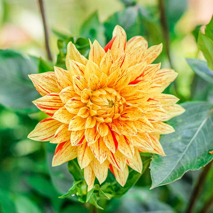 Boho Bouquet Bulb Collection