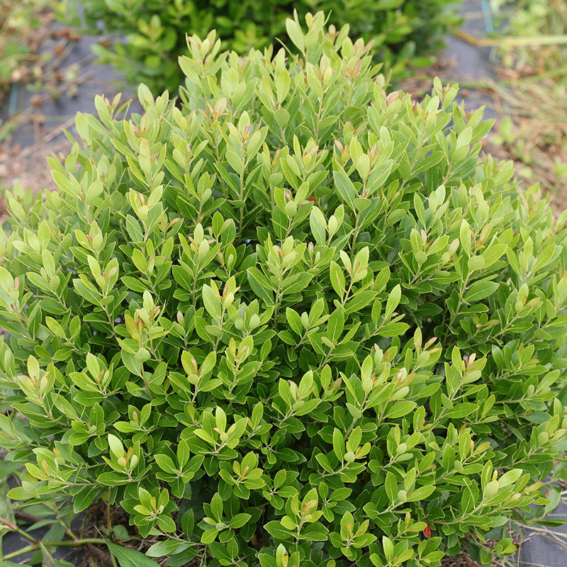 Strongbox® Inkberry Holly