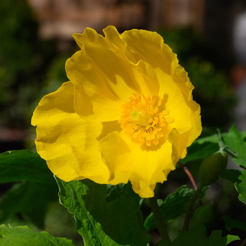 Celandine Poppy