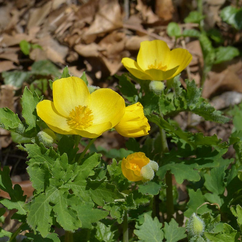 Celandine Poppy