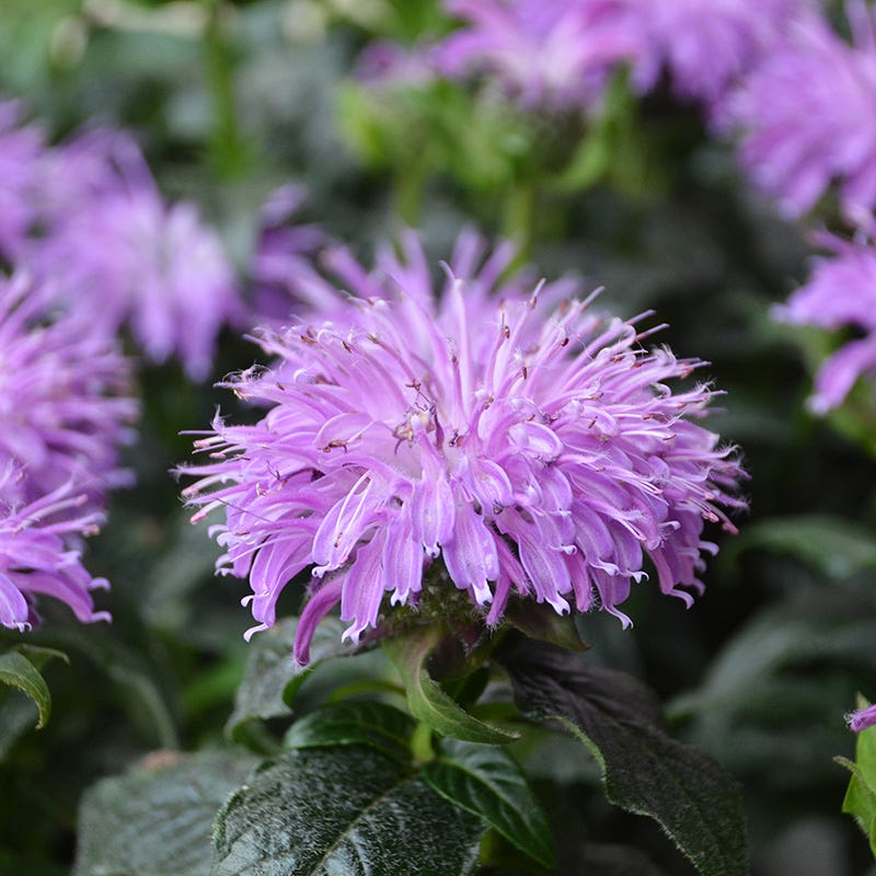 Sugar Buzz® Blue Moon Bee Balm