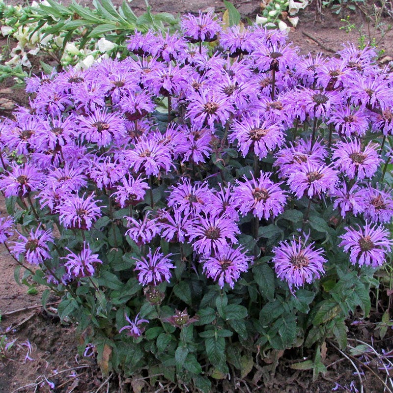 Sugar Buzz Blue Moon Bee Balm | Purple | Plant