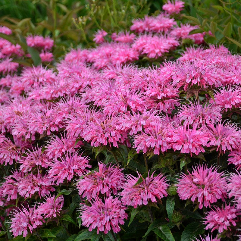 Sugar Buzz® Bubblegum Blast Bee Balm