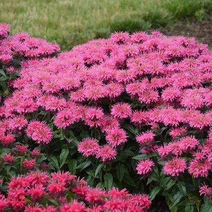 Sugar Buzz® Bubblegum Blast Bee Balm