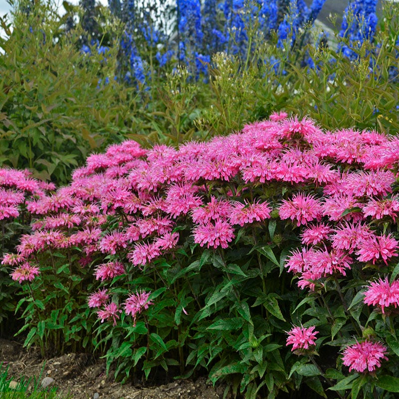 Sugar Buzz® Bubblegum Blast Bee Balm