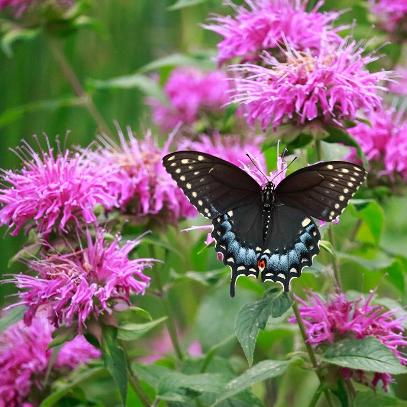 Sugar Buzz Bubblegum Blast Bee Balm, Monarda | American Meadows