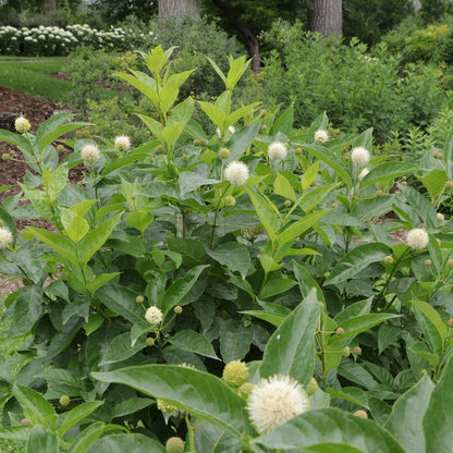 Sugar Shack® 2.0 Buttonbush