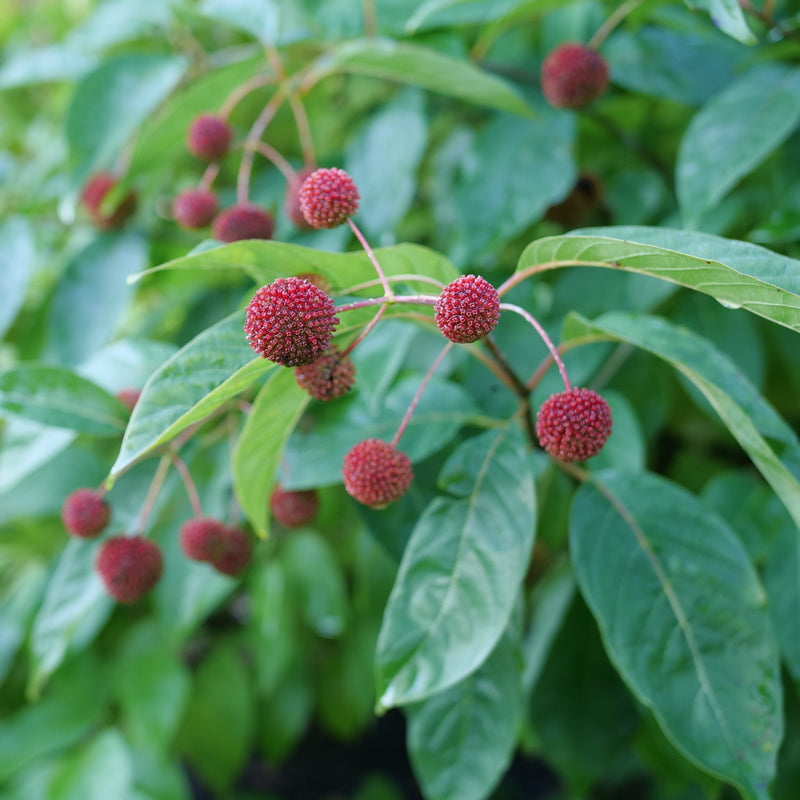 Sugar Shack® 2.0 Buttonbush