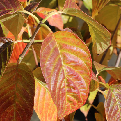 Sugar Shack® 2.0 Buttonbush